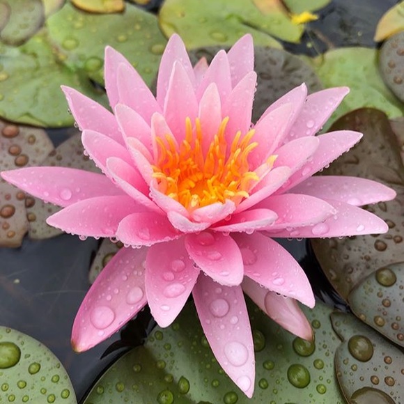 Meet your Posher, Chloe - Picture 1 of 1